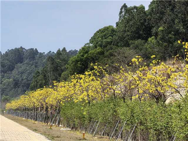 【绿美城区】香洲街道大力开展绿美生态建设植树活动 绘就“绿美香洲”生态画卷